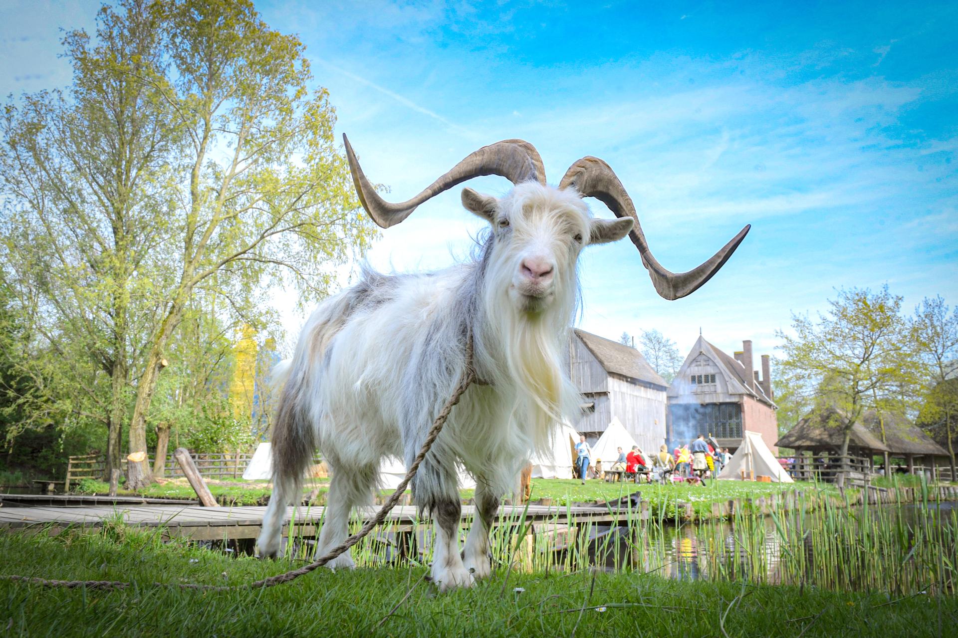 Flora & Fauna Fest