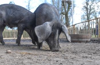 Nieuwe inwoners in Gravendam
